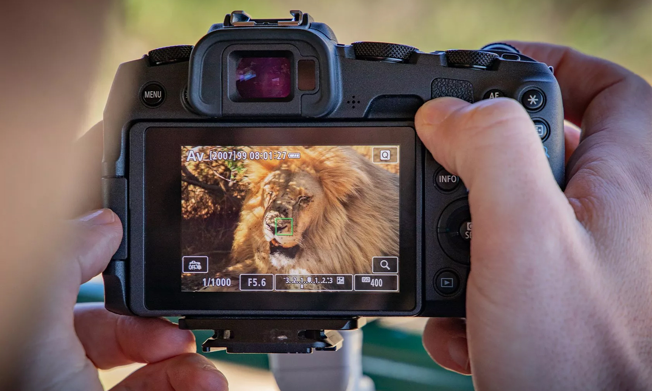 bezlusterkowiec canon EOS RP cechy