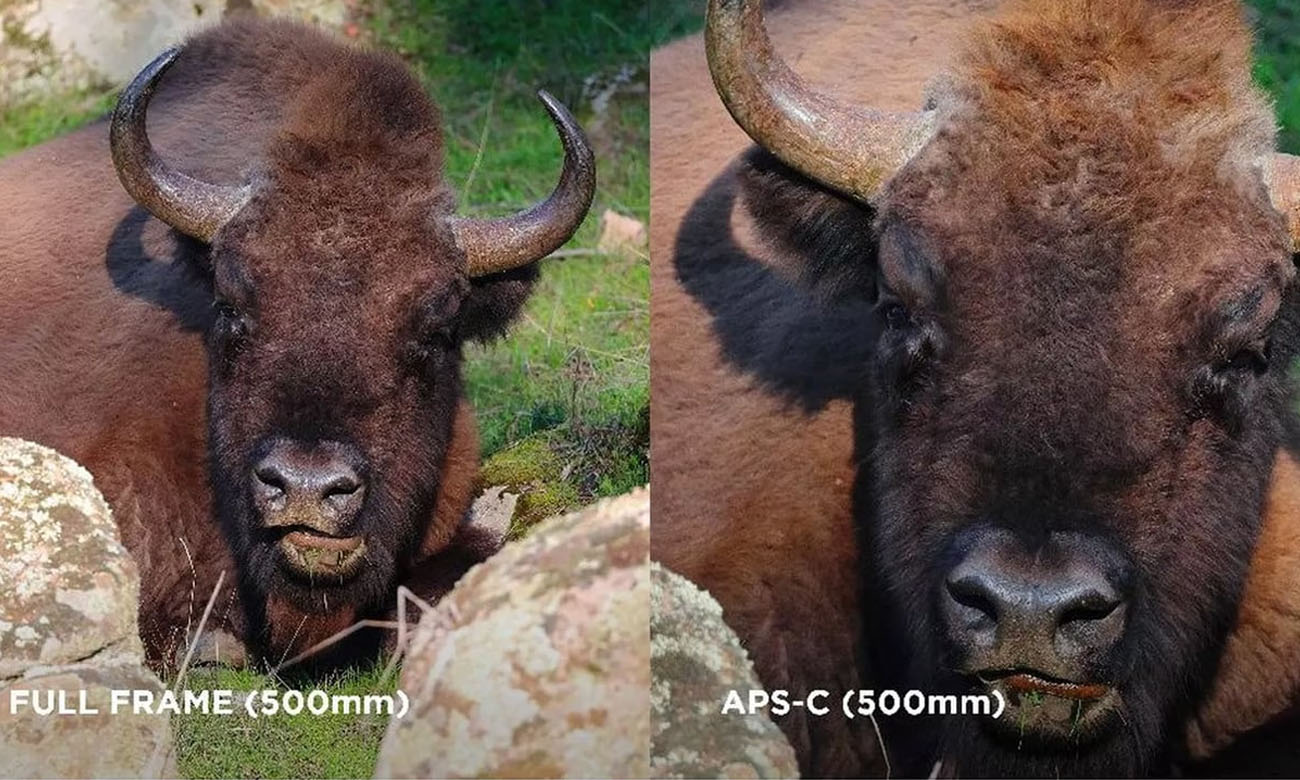 Spiegellose Kamera Canon EOS R10 Gehäuse