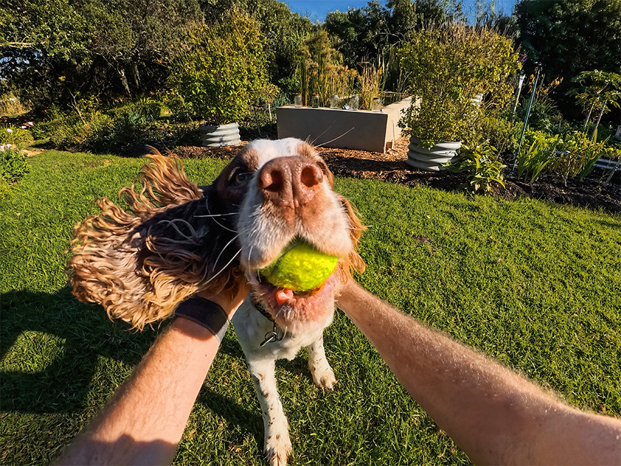 POV-Aufnahme – ein Hund mit Tennisball nähert sich dem Objektiv; Beispiel für First-Person-Perspektive mit der Insta360 GO Ultra