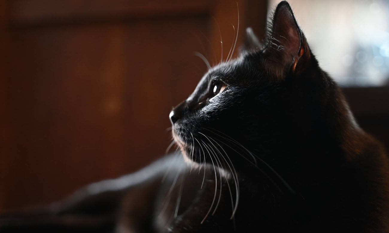 Zoomobjektiv Nikon Nikkor Z 28-75mm f/2.8