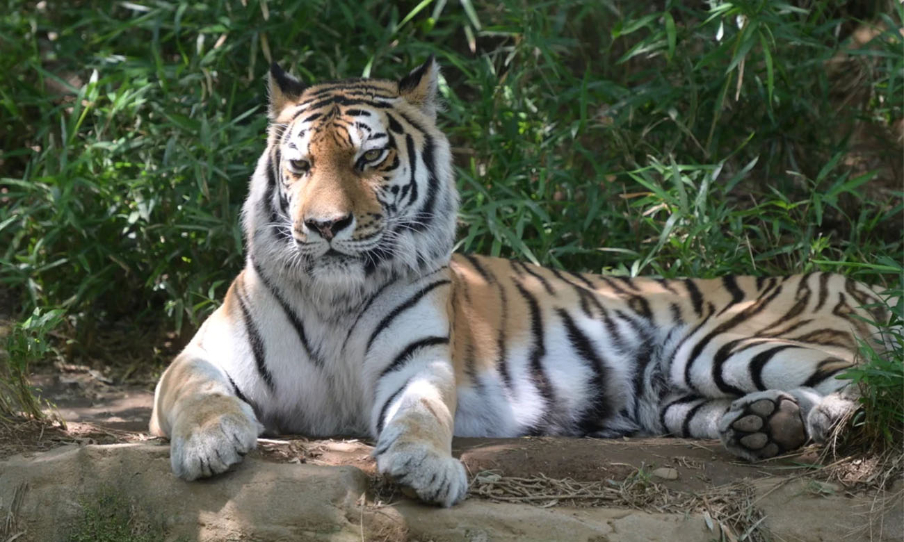 Nikon	Telekonverter Z TC-2.0x