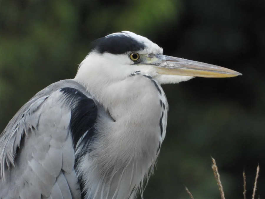 Nikon Aparat kompakt P1100