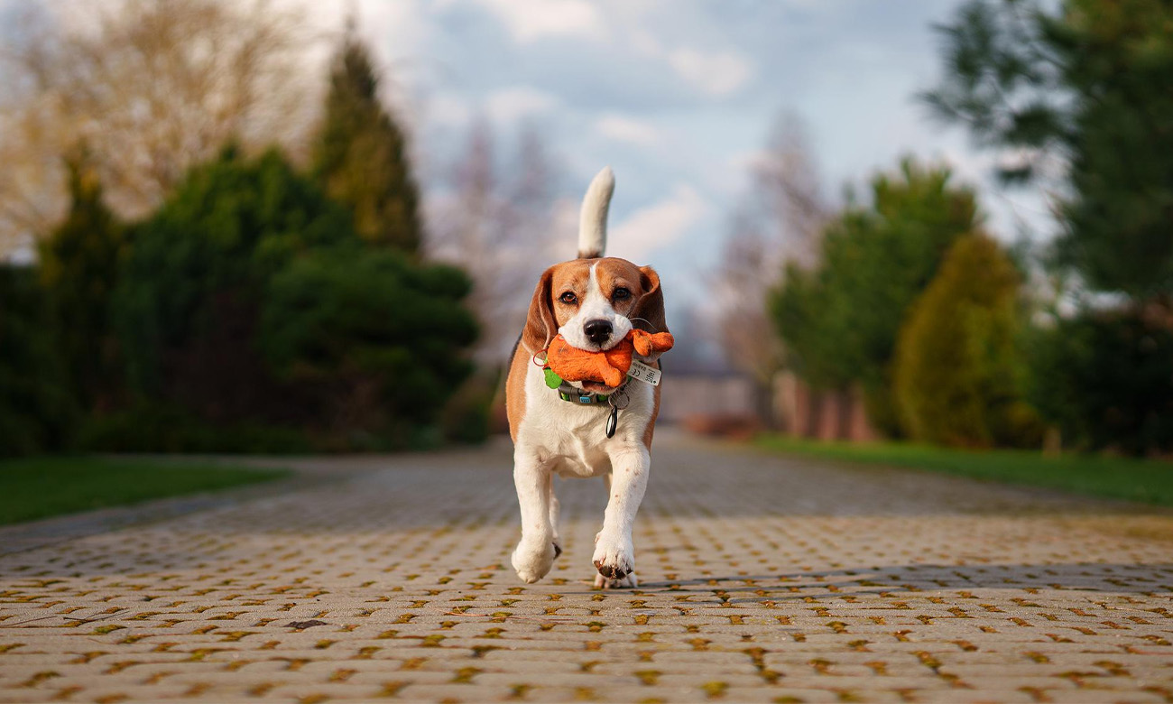 Obiektyw stałoogniskowy Sigma	A 50mm f/1.2 DG DN L-mount