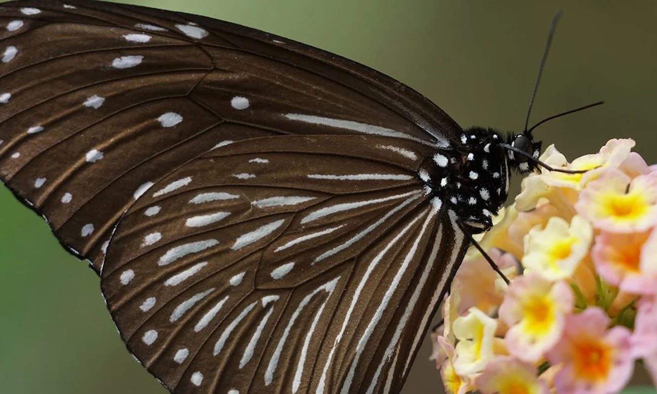 Obiektyw zmiennoogniskowy Sony	FE 24-105mm f/4 G OSS