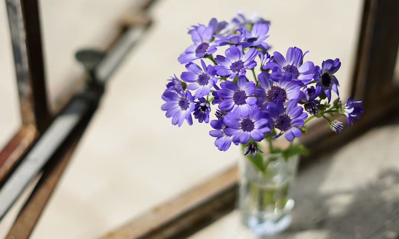 Festbrennweite Sony FE 50mm f/1.8