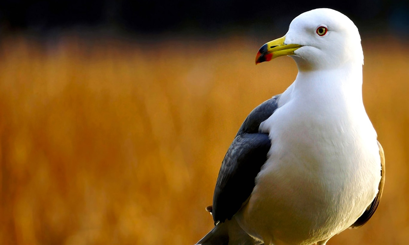 Sony E 55-210mm f/4.5-6.3 OSS Zoomobjektiv