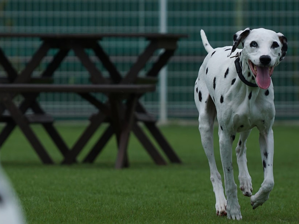 Sony FE 70–200 mm F4 G OSS Objektiv | SEL70200G