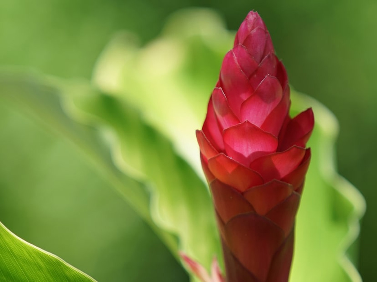 Sony FE 70–200 mm F4 G OSS Objektiv | SEL70200G