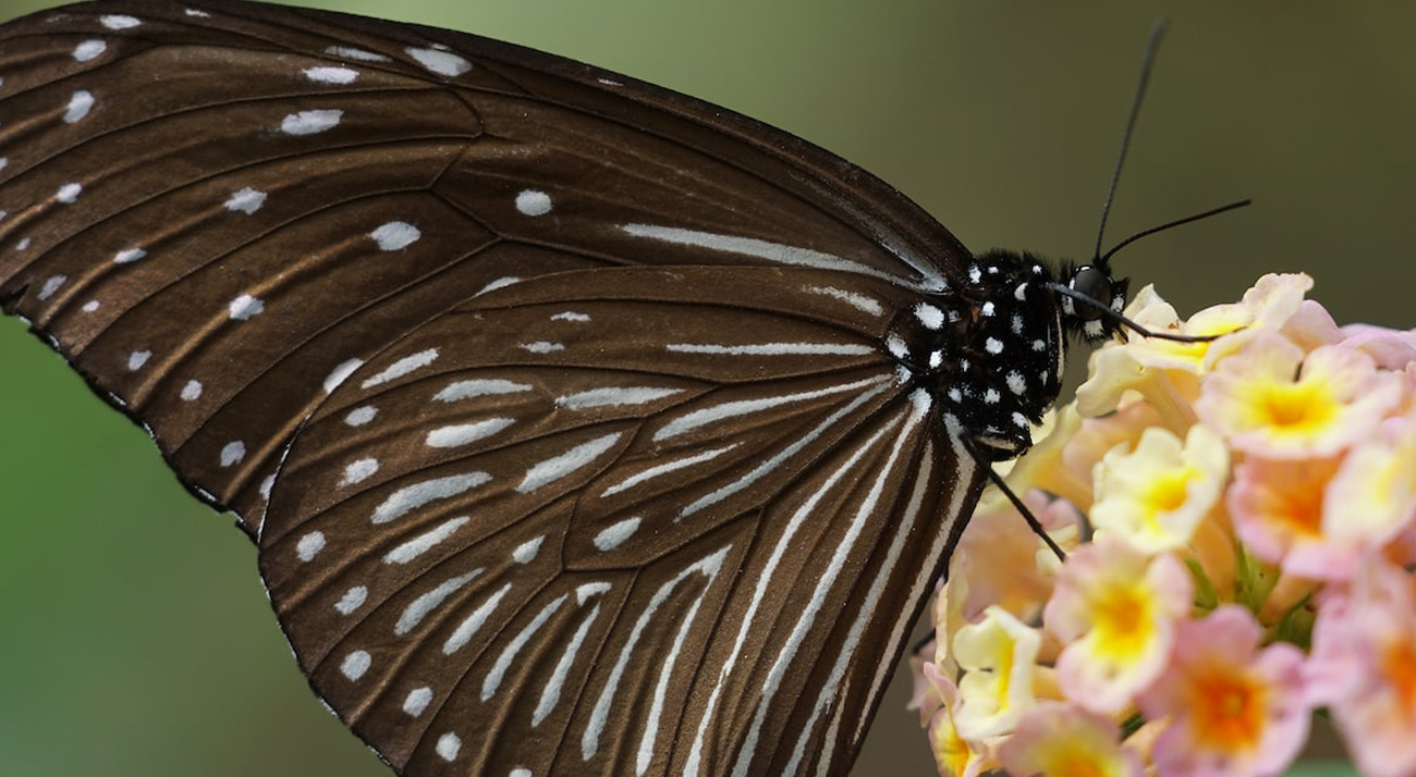 Sony FE 70-300mm f/4.5-5.6 G OSS Zoomobjektiv